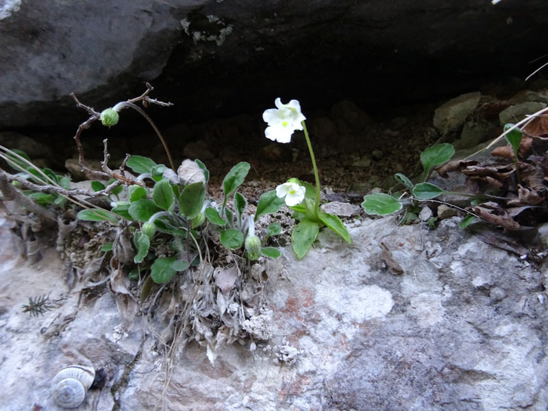 Pinguicula alpina / Pinguicola alpina